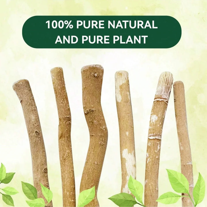 Ultra-Thin Natural Branch Miswak Toothbrush Stick Organic Wooden Slim Minimalist Gentle Bristles Gentle Bristles Zero-Waste Gift